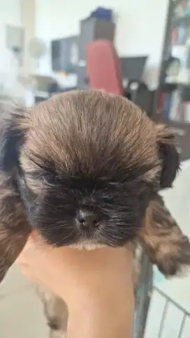 Anak anjing tsih tzu non stb