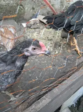 Sepasang anakan ayam