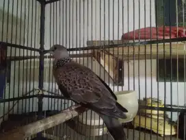 jual burung tekukur kuk 2