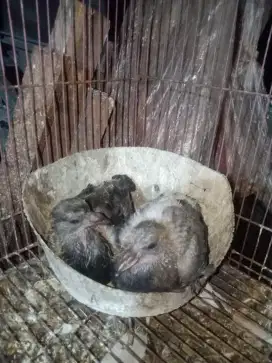 Burung dara piyikan.