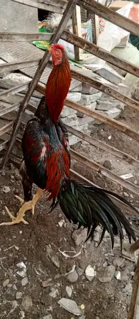 Ayam bangkok cros ekor lidi x pama