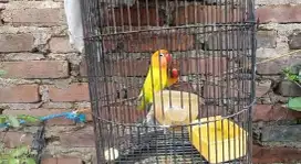 Lovebird Sepasang Siap Produksi