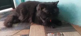 Kucing hitam jantan peaknose dewasa