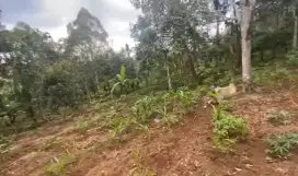 Dijual tanah atau kebun kosong