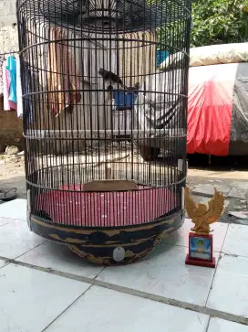 jual kandang murai no.1