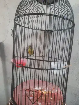 Konin trotol tipis harian bunyi