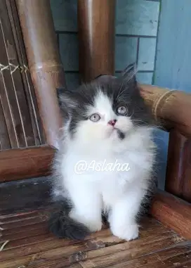 Anak kucung anggora/kitten persia flatnose /kucing persia beyina