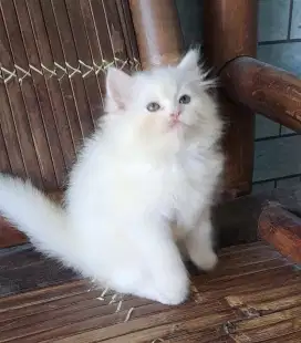 Anak kucing anggora/kitten persia betinal/kucing  persia  betina