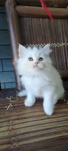 Kucing anggora /kucing persia flatnose/kucing persia  betina