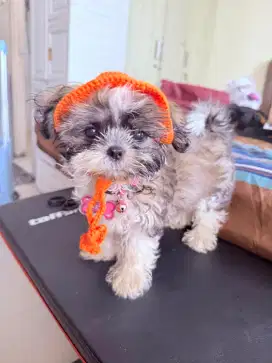 Shitzu puppy betina
