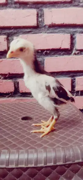 Ank ayam pakhoy brutal x ganoi pukul ko mati Vidio ok induknya murah