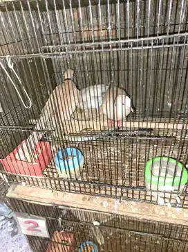 Puter pelung bukan tekukur bukan perkutut bukan bukan kandang besi