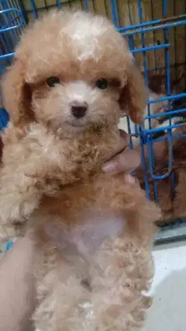 Tiny poodle termurah