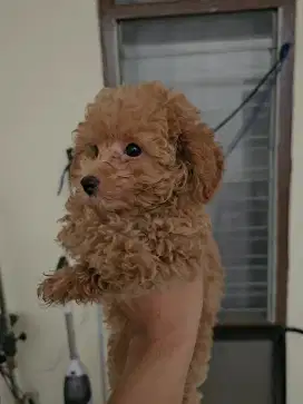 red poodle jantan dob 12juni STB