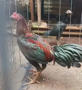 Ayam pakhoyxBK usia 6bln