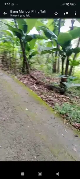 JUAL TANAH DI GIRIPURWO GIRIMULYO KULONPROGO MURAH DATAR