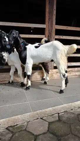 jual kambing domba aqiqah, paket aqiqah, kambing hidup, potong cacah