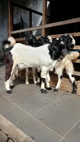 jual kambing domba aqiqah, paket aqiqah, kambing hidup, potong cacah