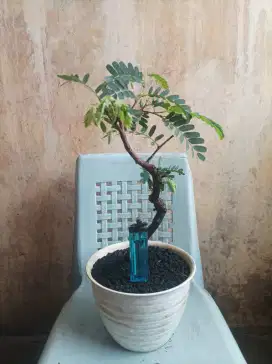 Bonsai asem jawa meliuk