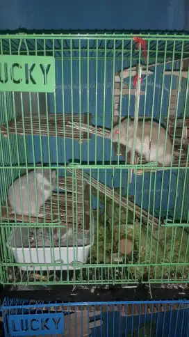 hamster plus kandang