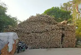 Jual bambu stger