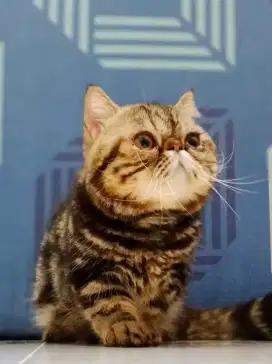 Kucing Kitten Munchkin Peaknose