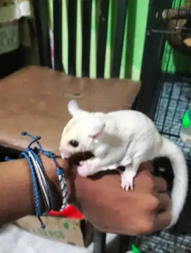 Sugar Glider Creamino jantan