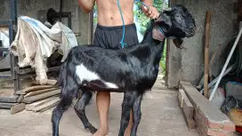 jual kambing domba aqiqah, paket aqiqah, kambing hidup, potong cacah