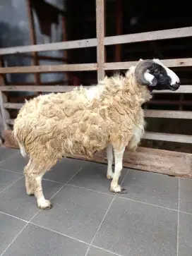 jual kambing domba aqiqah, paket aqiqah, kambing hidup, potong cacah