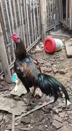 Ayam jago jenis mangon