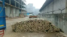 Jual bambu 6 meter