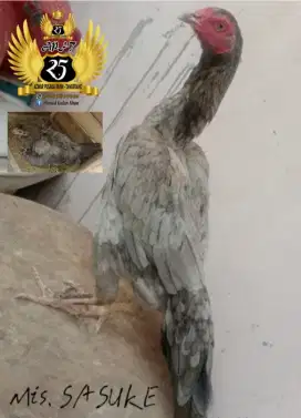 Biyang atau babon materi ayam telor ijo, koytrad, f1