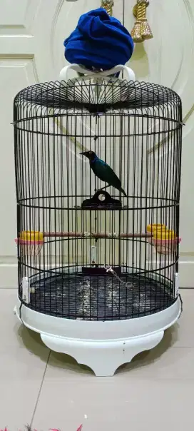 Burung fulset kandang jalak afrika glosy jalak glosy