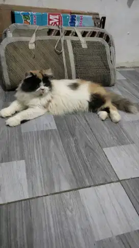 Persian calico gemoy