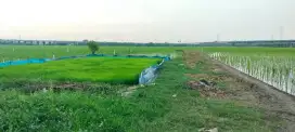 DI JUAL TANAH DI JALAN RAYA GABUS TAMBUN UTARA KELUAR TOL GABUS BEKASI