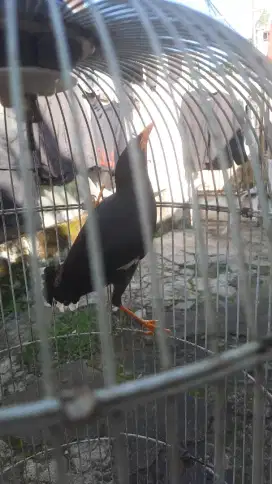 Burung jalak kebo