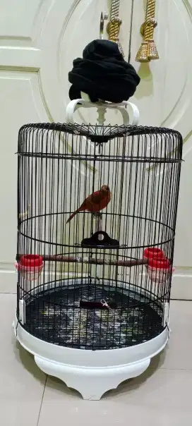 Burung fulset kandang cucak emas papua
