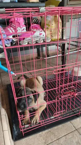 Anak anjing 2 bulan