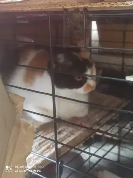 Dijual KUCING Peliharaan pribadi
