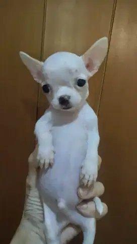 Chihuahua size super mini
