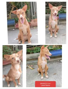 RAS PITBULL KAMPUNG