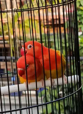 Lovebird Biola PF Mata Merah