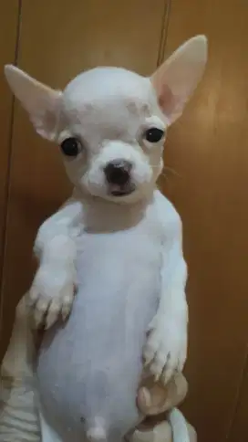 Chihuahua mini kualitas super