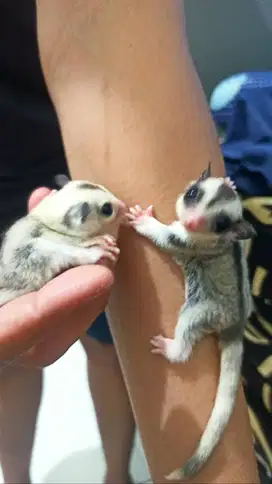 Sugar glider black n white sepasang