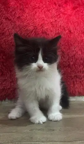Kucing Scottish fold x munchkin