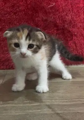 Kucing Scottish fold x munchkin