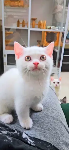 Bsh munchkin white