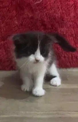 Kucing Scottish fold x munchkin