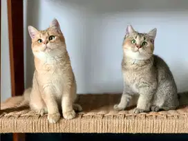 BSH Golden & Black Golden (British Short Hair)