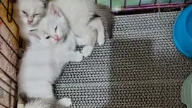 Lepas adop betina